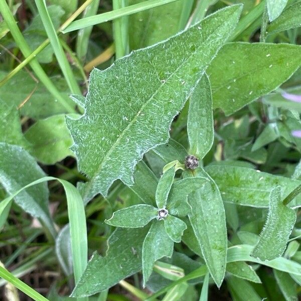 Centaurea nigra List