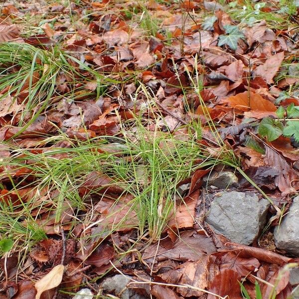 Carex alba Tervik taim