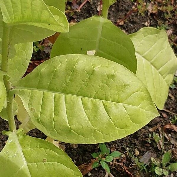 Nicotiana tabacum برگ