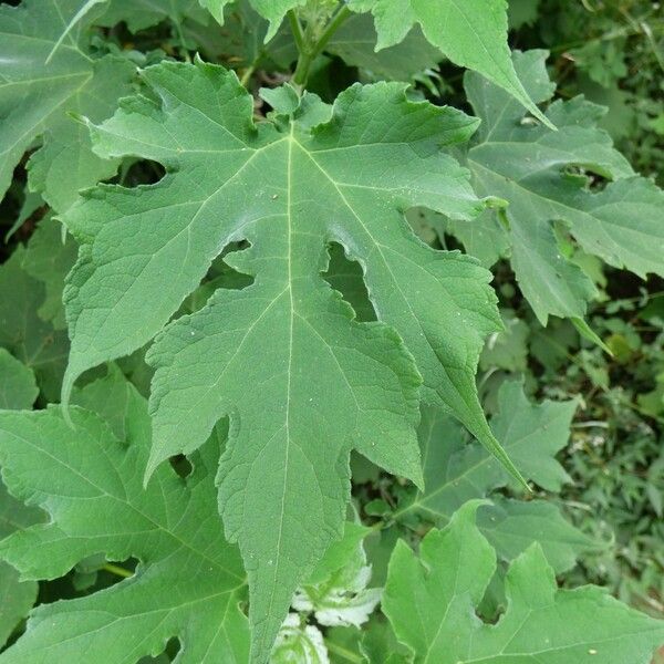 Montanoa hibiscifolia 葉