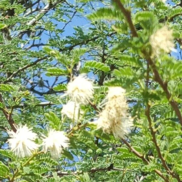 Vachellia etbaica Flower