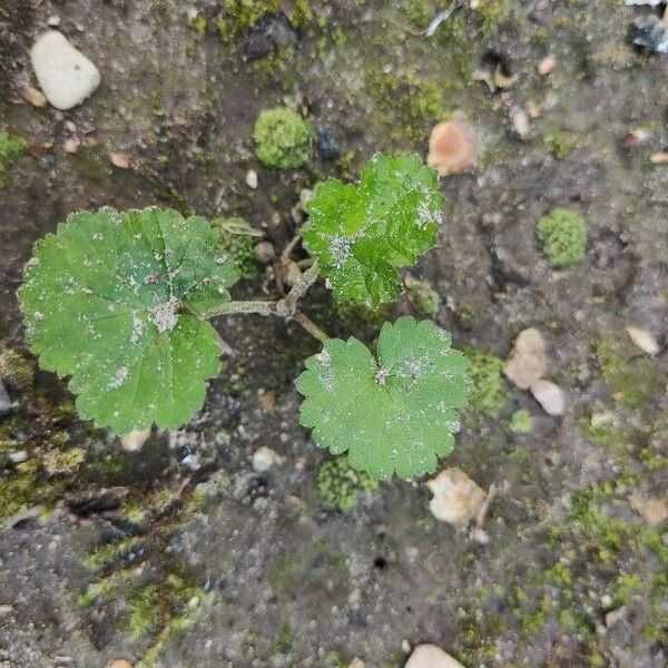 Hydrocotyle sibthorpioides Blatt