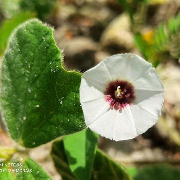 Ipomoea blepharophylla Flower