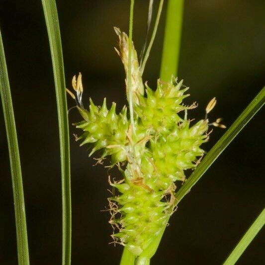 Carex extensa ᱡᱚ