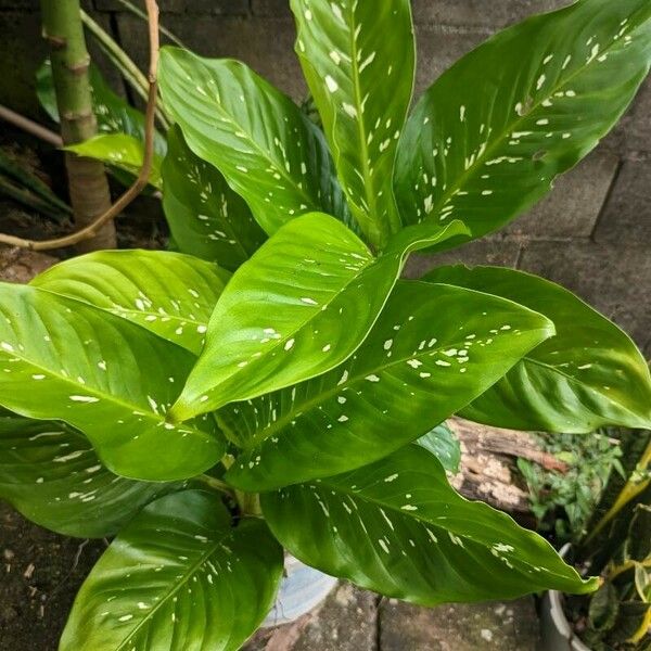 Dieffenbachia oerstedii Leaf