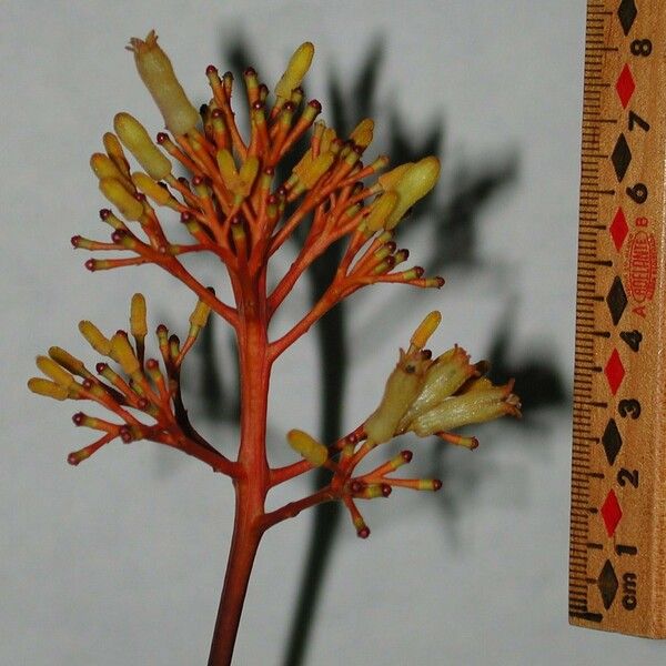 Palicourea guianensis Flower