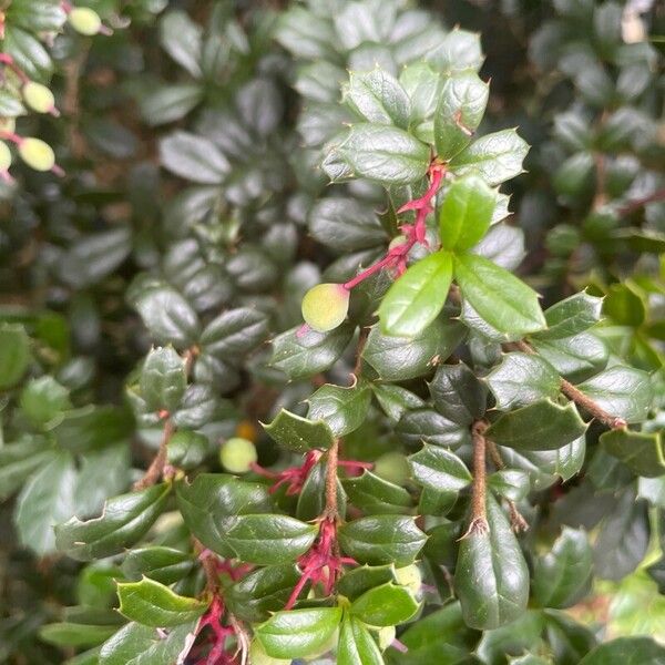 Berberis darwinii Ovoce