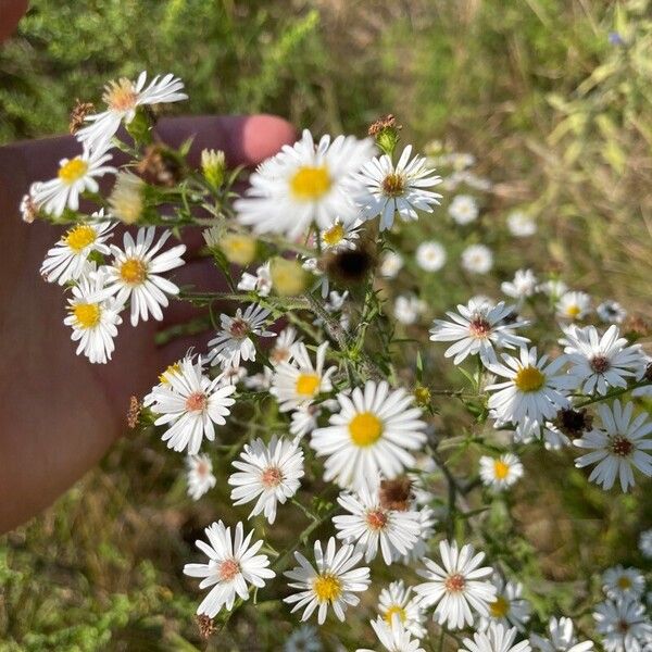 Symphyotrichum ericoides फूल