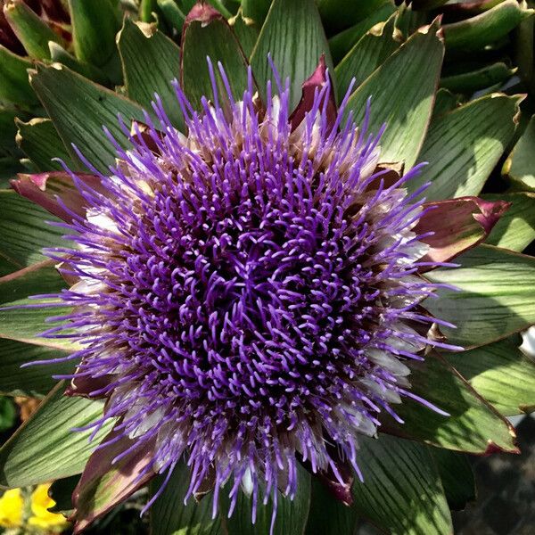 Cynara cardunculus Flower