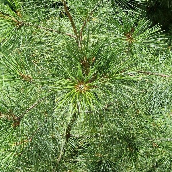 Pinus strobus Feuille