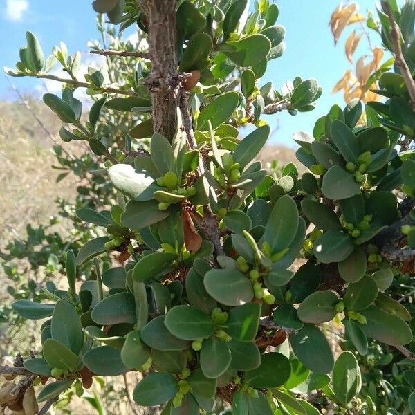 Pyrostria phyllanthoidea Folha