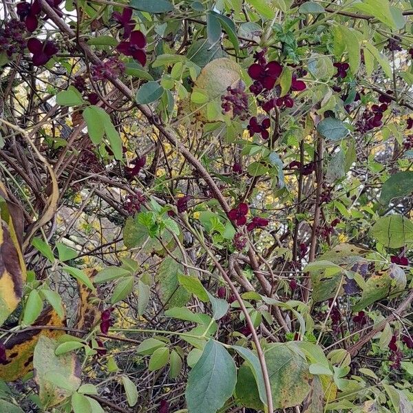 Akebia quinata Habit