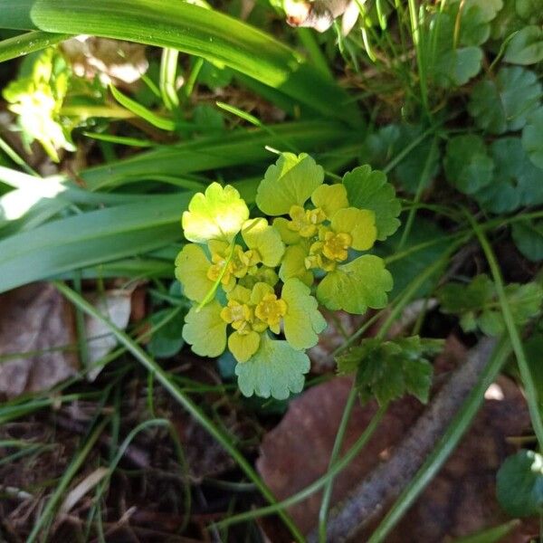Chrysosplenium alternifolium Çiçek