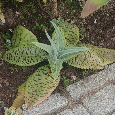 Kalanchoe gastonis-bonnieri Foglia