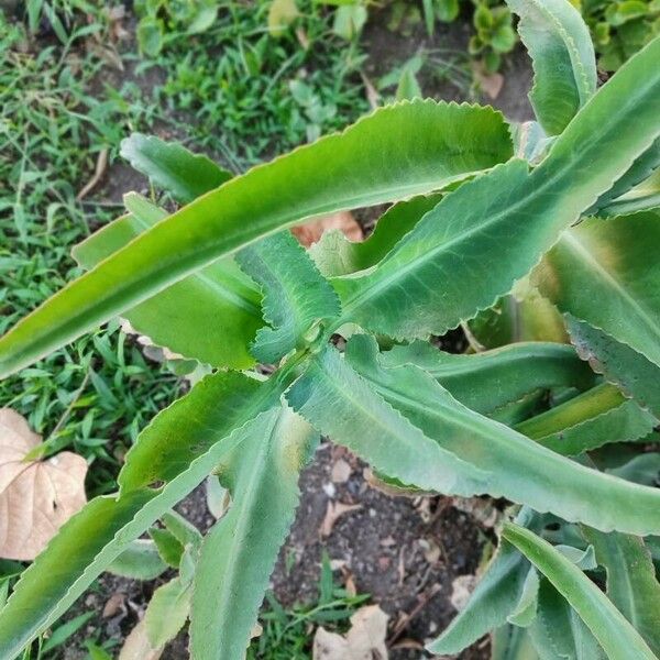 Kalanchoe ceratophylla List