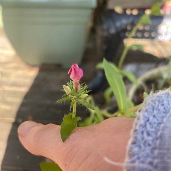 Phlox drummondii Blomst