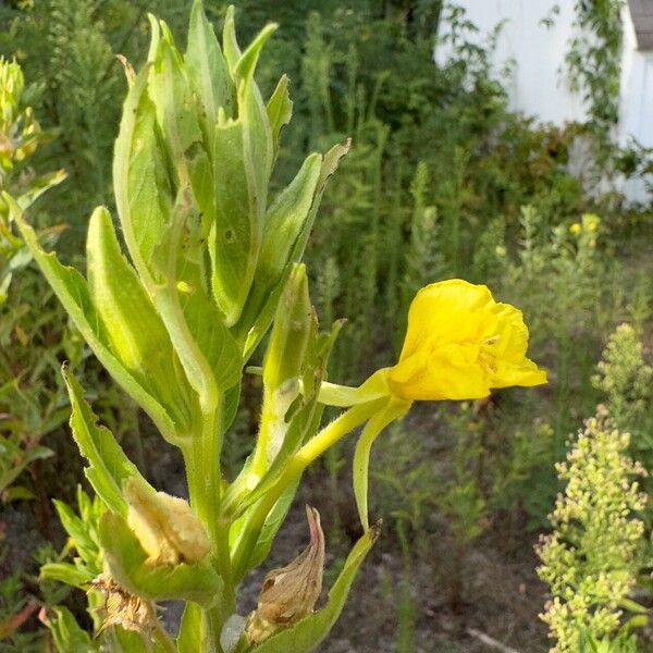 Oenothera villosa Flor