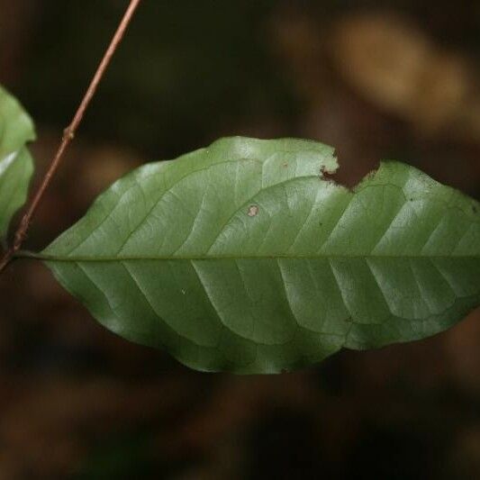 Eugenia patrisii Leaf