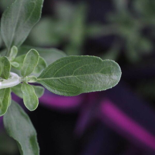 Salvia × jamensis Fuelha