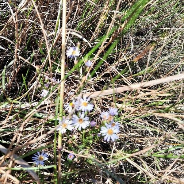 Tripolium pannonicum Flower