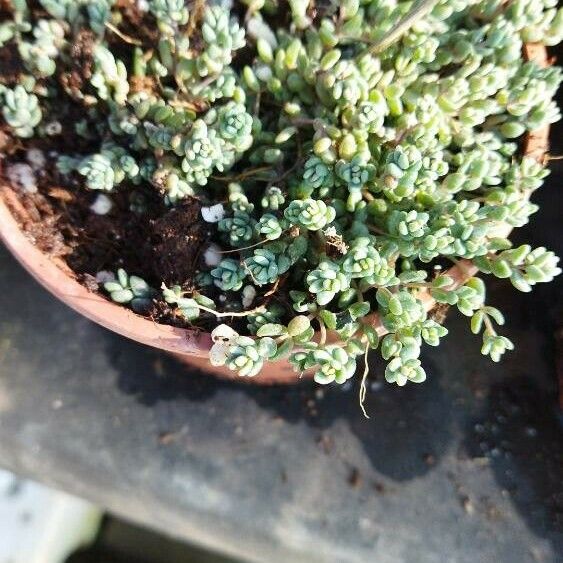 Sedum dasyphyllum Levél