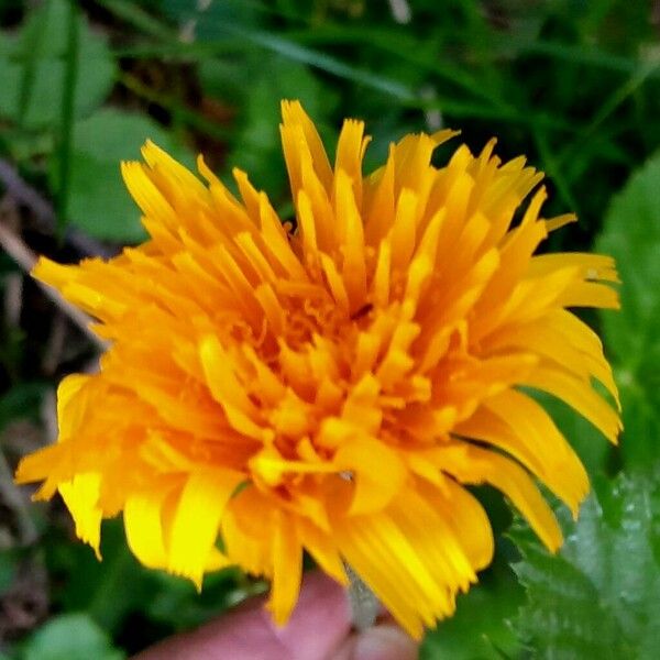 Leontodon hispidus Flower