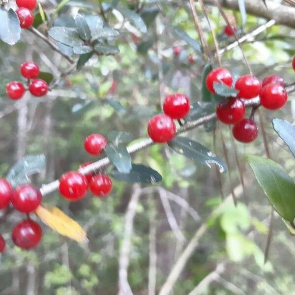 Ilex vomitoria 果