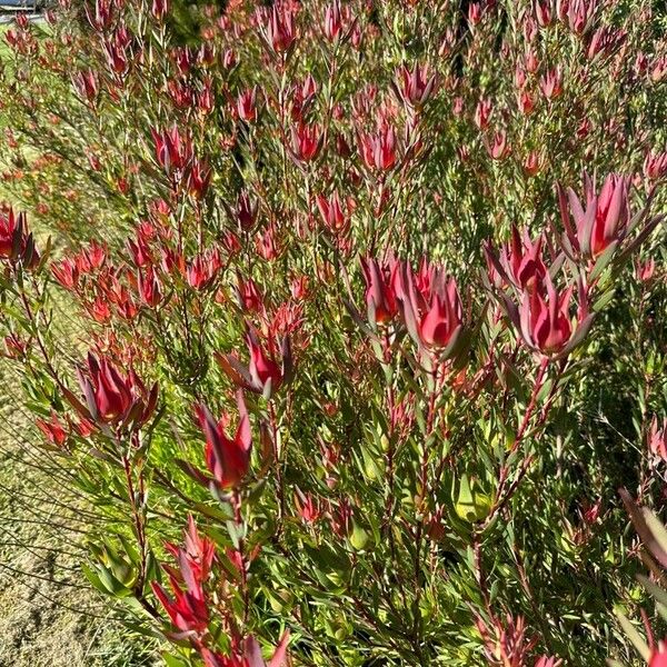 Leucadendron salignum 花