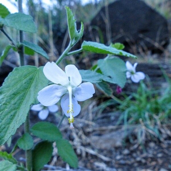 Hibiscus micranthus 其他