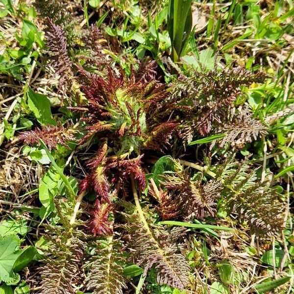 Pedicularis recutita Habit