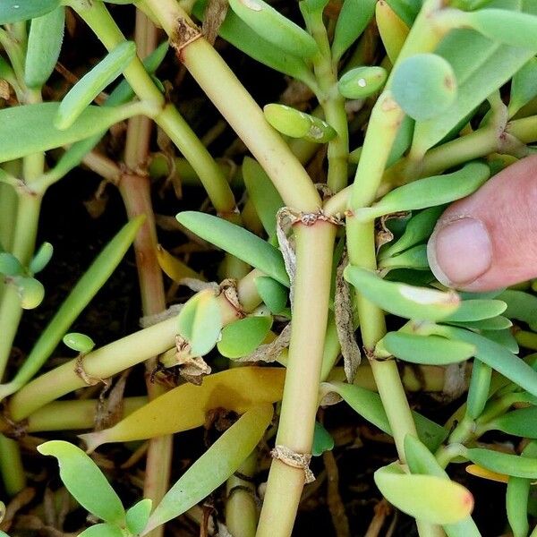 Sesuvium portulacastrum Bark