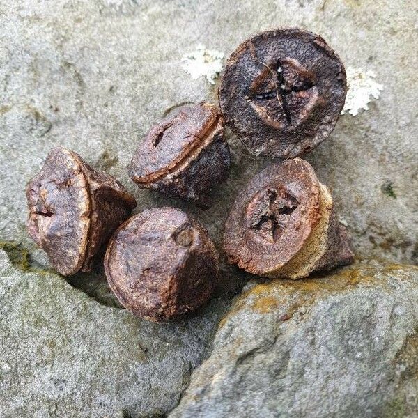 Eucalyptus globulus Fruit