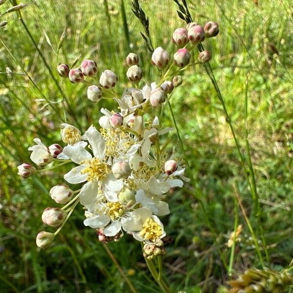 Filipendula vulgaris Flower