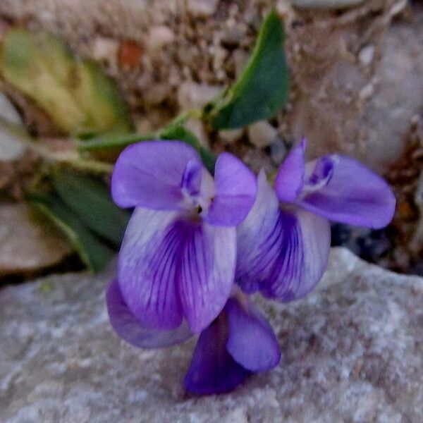 Medicago sativa Blomma