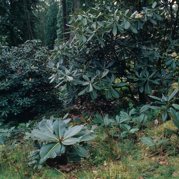 Rhododendron sinogrande