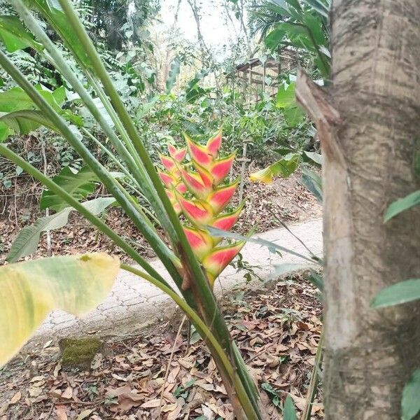 Heliconia wagneriana Õis