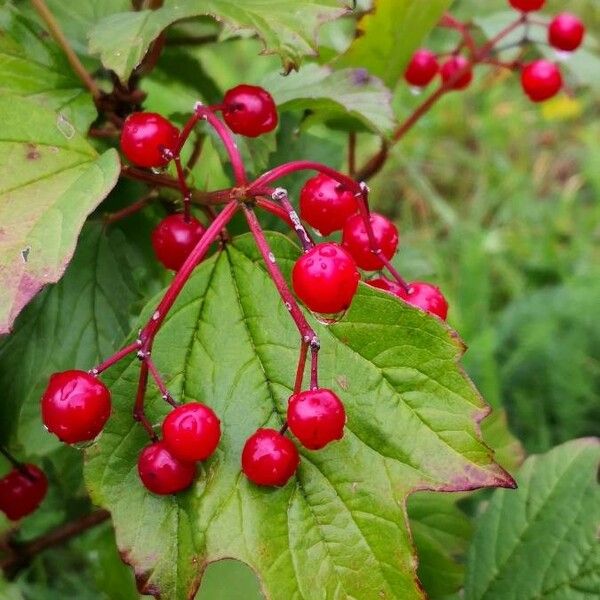 Viburnum opulus Ffrwyth