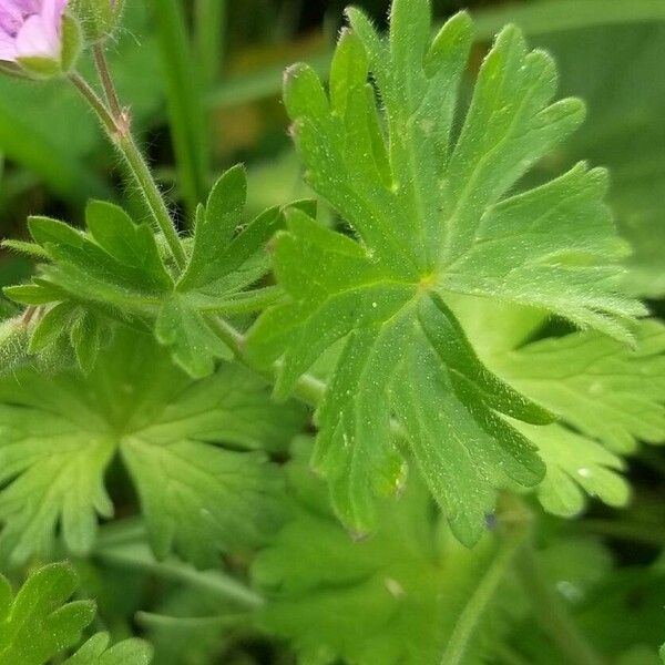 Geranium pusillum Blad