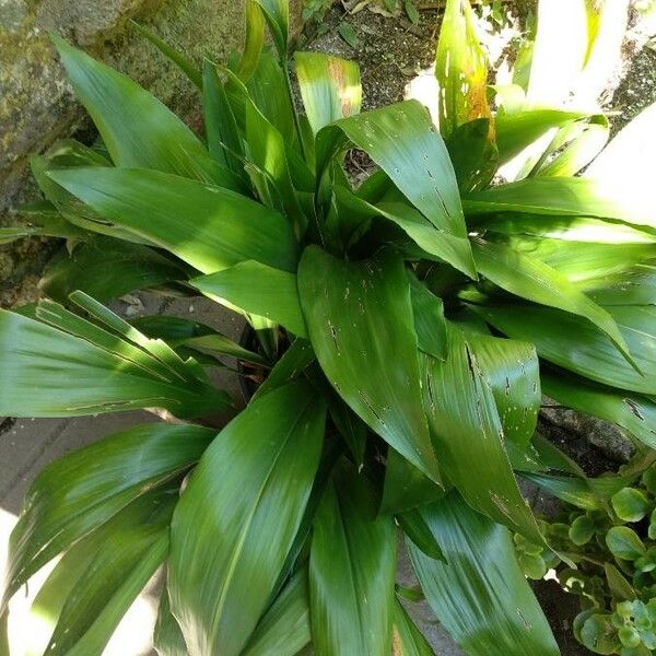 Aspidistra elatior 叶