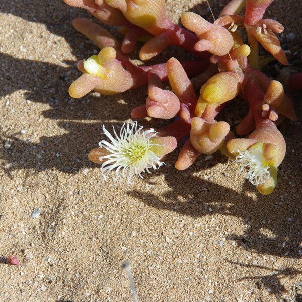 Mesembryanthemum cryptanthum ᱵᱟᱦᱟ