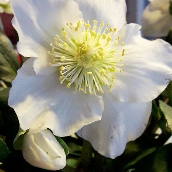 Helleborus niger Квітка