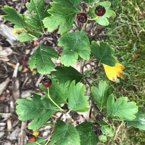 Crataegus pentagyna Yaprak