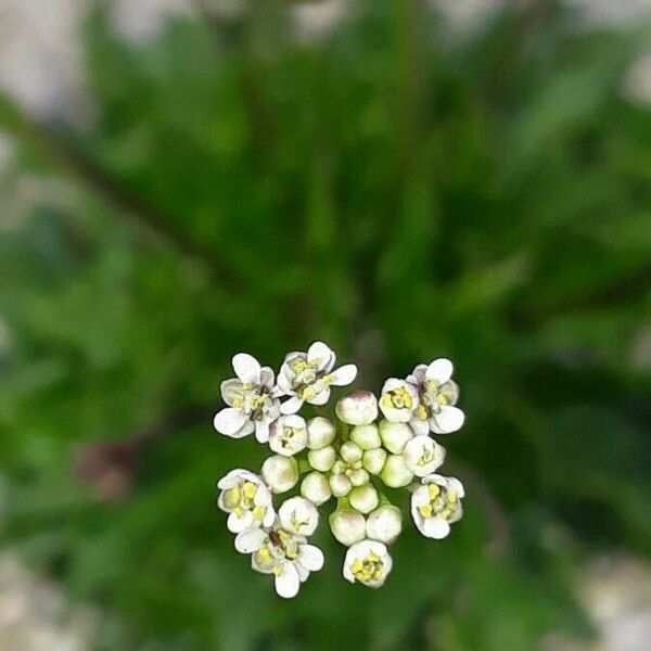 Teesdalia coronopifolia Žiedas