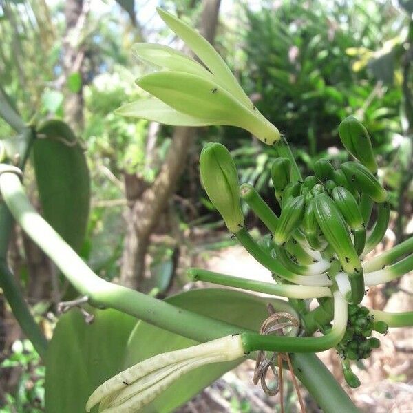 Vanilla planifolia ফুল