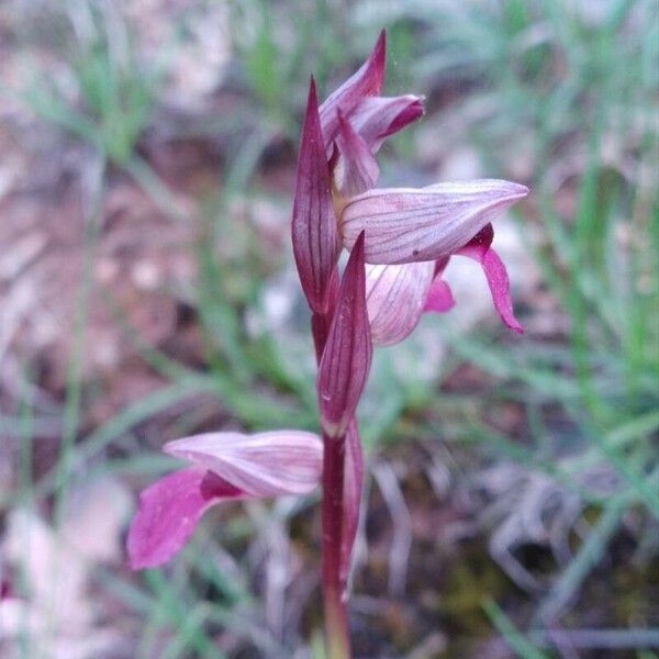 Serapias lingua Blomst