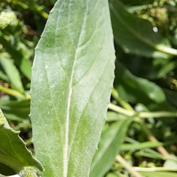 Lepidium latifolium Листок