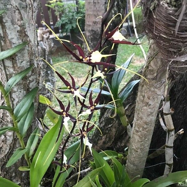 Brassia arachnoidea Flor