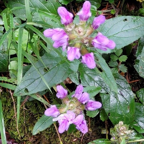 Prunella grandiflora Flower