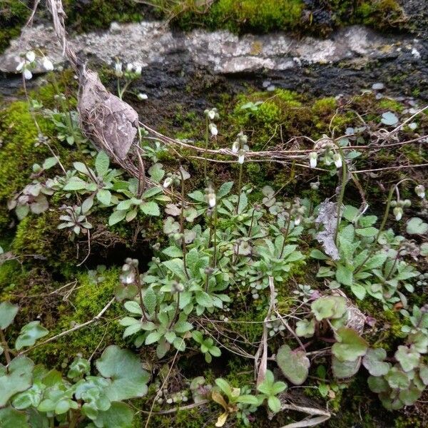 Draba verna Habitat