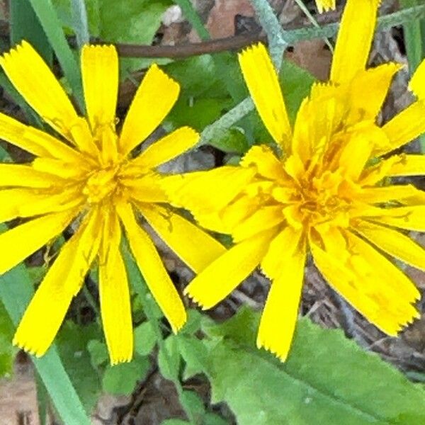 Hieracium murorum Kwiat